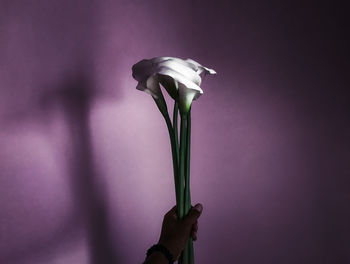 Close-up of cropped hand holding flower over colored background