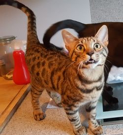 Portrait of cat sitting at home