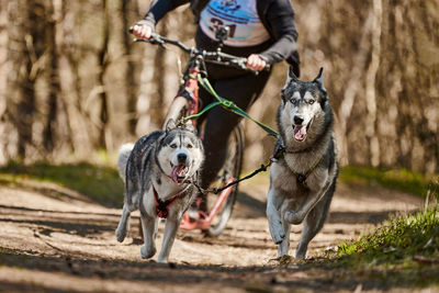 Portrait of dogs running on field