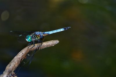 Close-up of damselfly on leaf