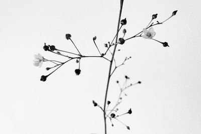 Low angle view of bird perching on branch against clear sky