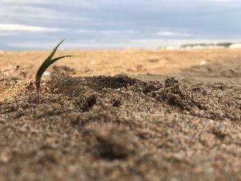 Close-up of lizard on sand