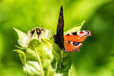 Peacock butterfly