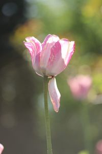 Close-up of pink flower blooming outdoors