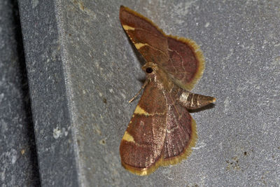 Close-up of dead animal