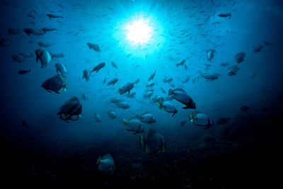 Fishes swimming in sea