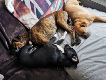 High angle view of dog sleeping on bed