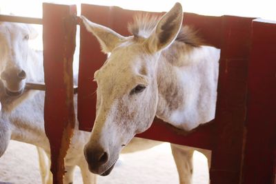 Close-up of donkey head in fence