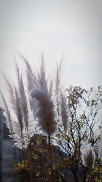 Low angle view of plants against sky