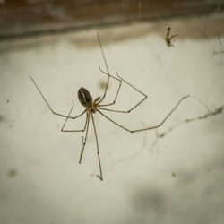 Close-up of spider