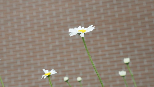 Close-up of white flowering plant against wall