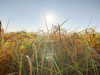 Plants growing on field against sky