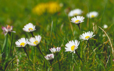 Close-up of white daisy flowers on field