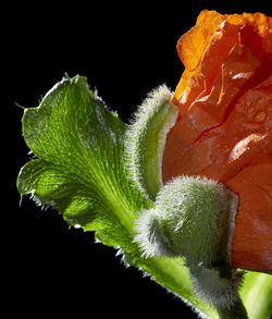 Close-up of fresh green red rose flower against black background