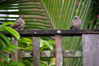 View of birds perching on wood