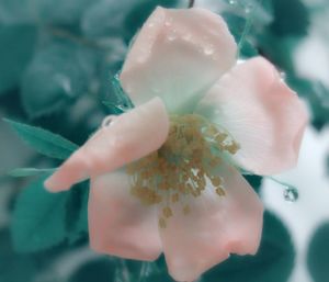 Close-up of flowers