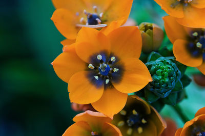 Close-up of yellow flowering plant