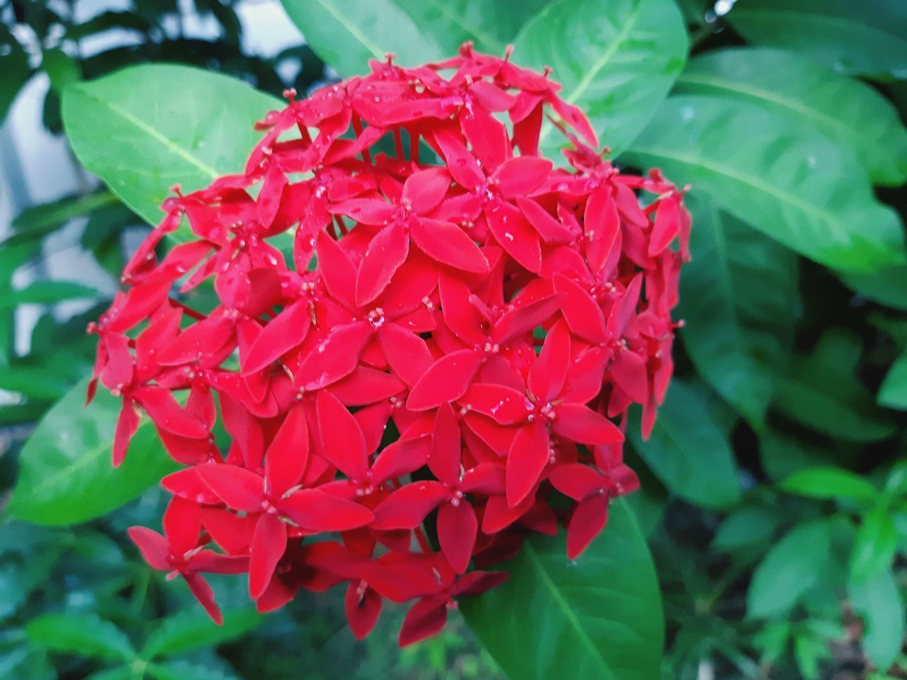 CLOSE-UP OF RED FLOWERING PLANTS
