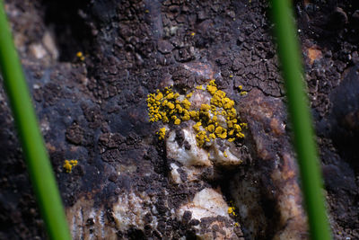 Close-up of yellow flowering plant on tree trunk