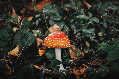 Close-up of fly agaric mushroom on field