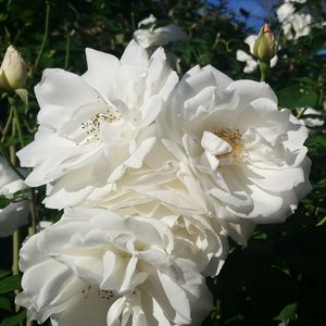 Close-up of white rose