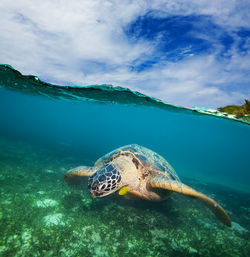 View of turtle swimming in sea