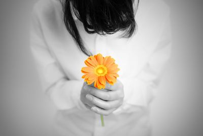 Midsection of woman holding orange gerbera daisy flower against gray background