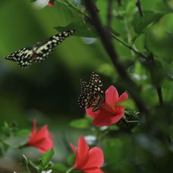 Close-up of butterfly pollinating on flower