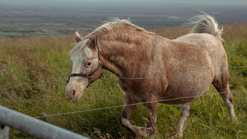 Horse standing on field against sky pony eyes snout 