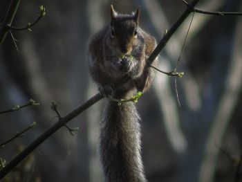 Close-up of squirrel on branch