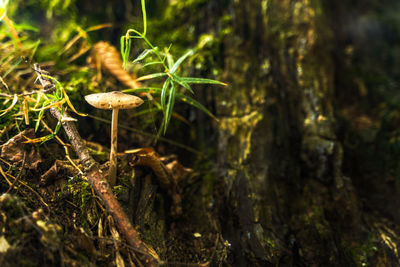 Close-up of mushrooms growing on tree trunk