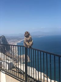 Monkey looking away from the camera, with the sea, and the sky as background