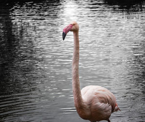 Duck in a lake