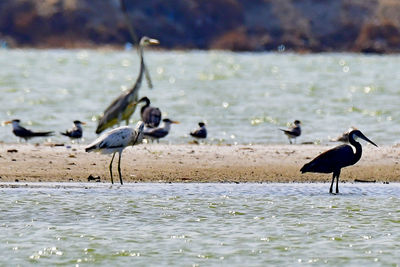 Herons and terns all together in group bird photos