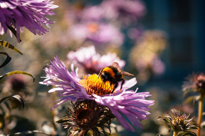 Close-up of bee pollinating on purple flower