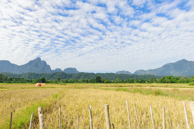 Scenic view of agricultural field against sky