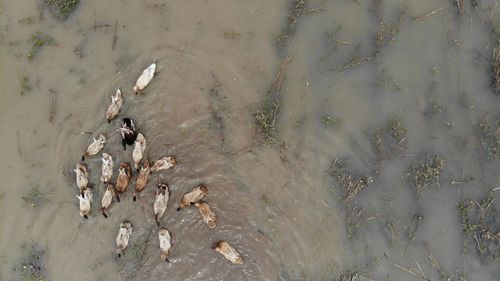 High angle view of birds in water