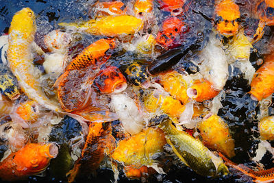 High angle view of koi carps swimming in sea