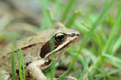 Close-up of frog in grass