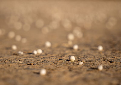 Surface level of shells on shore