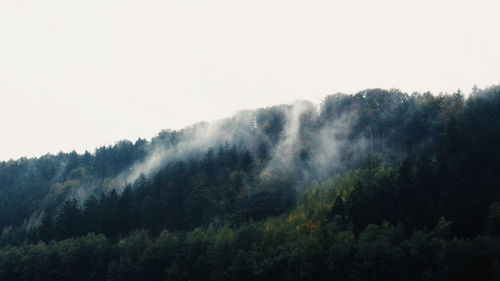 Scenic view of forest against clear sky