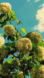 Low angle view of trees against blue sky