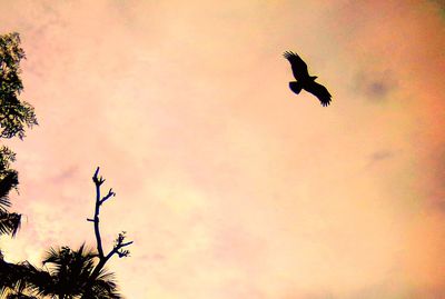 Low angle view of bird flying in sky