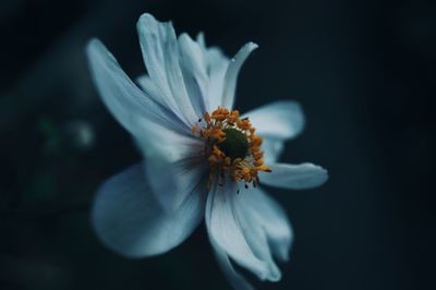 Close-up of flower blooming outdoors