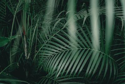 Full frame shot of bamboo plants on field