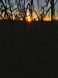 Silhouette trees on field against sky during sunset