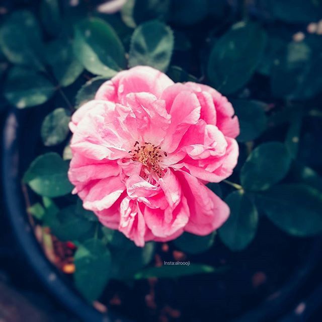 flower, petal, freshness, fragility, flower head, pink color, growth, beauty in nature, close-up, single flower, blooming, nature, focus on foreground, plant, in bloom, pink, pollen, blossom, leaf, day