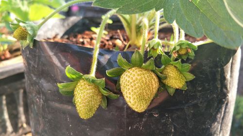 High angle view of fruit growing on potted plant