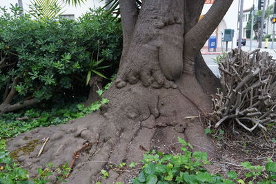 Plants growing on tree trunk