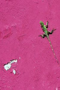 Close-up of red wall
